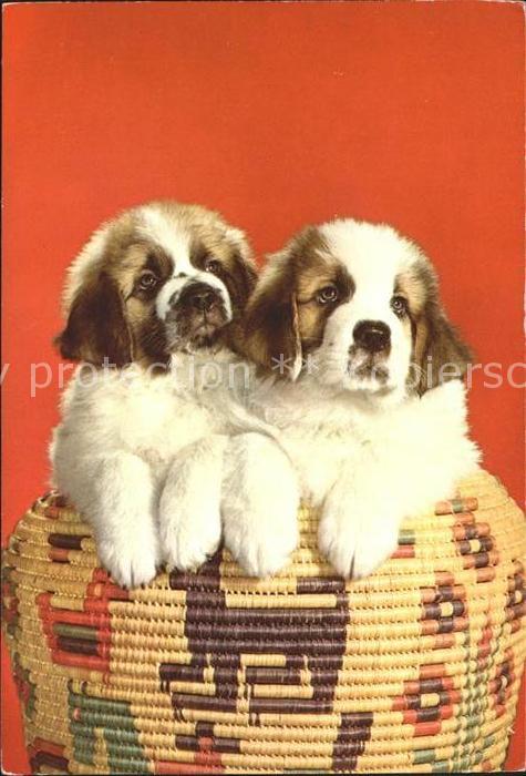 Hunde Welpen