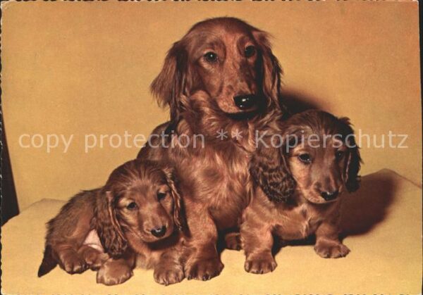 Hunde Langhaardackel Welpen