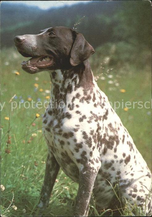 Hunde