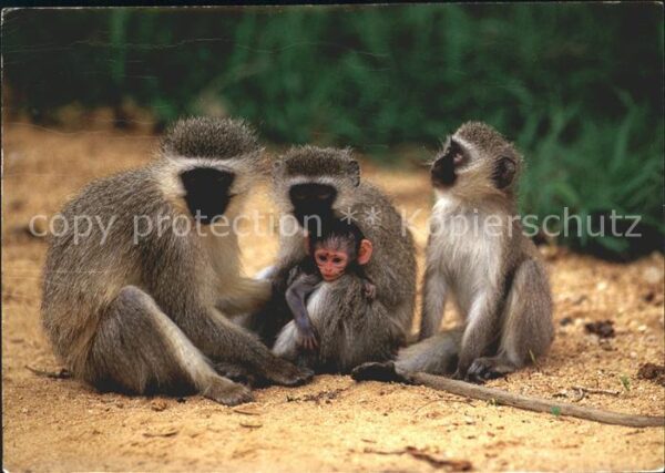 Affen Südliche Grünmeerkatze Vervet Monkeys S