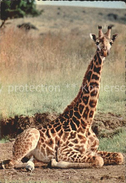 Giraffe