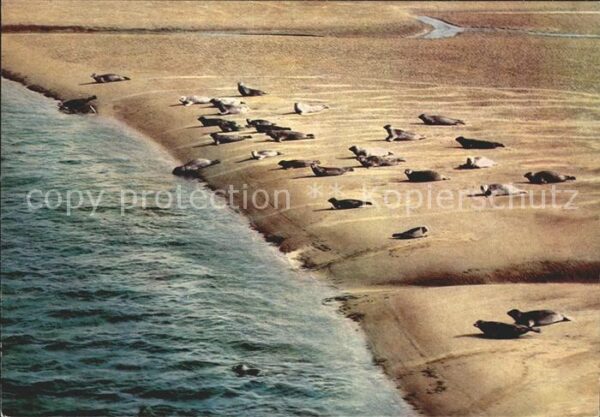 Seehunde Robben Sandbank
