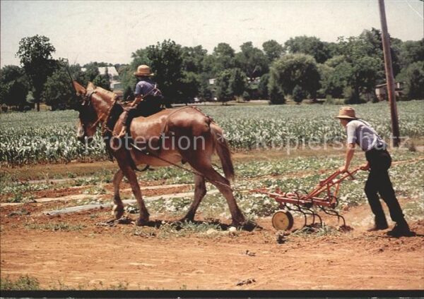 Landwirtschaft Pferdgespann Pflug Amish