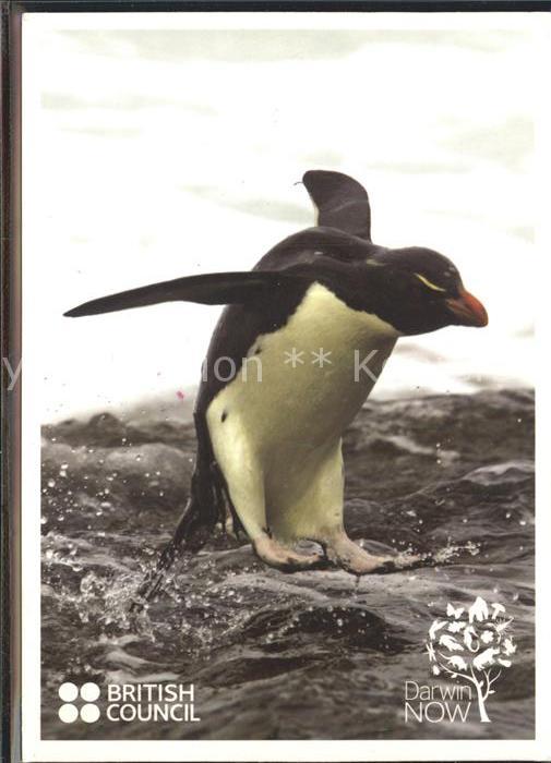 Pinguin Felsenpinguin Rockhopper penguin Southe