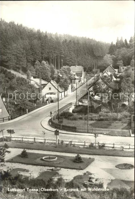 Tanne Harz Kurpark Waldstrasse