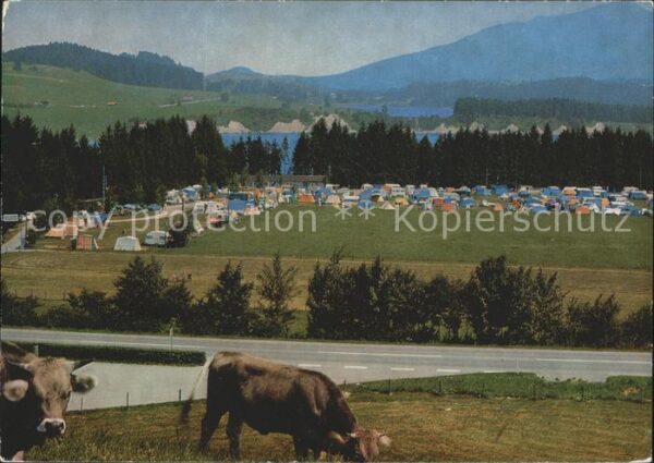 Rosshaupten Forggensee Camping Kühe