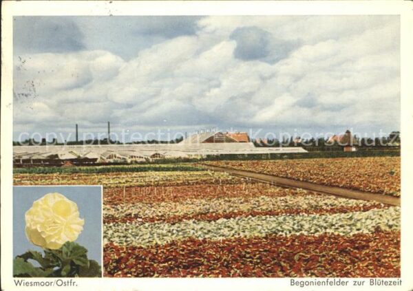 Blumen Begonienfelder Blütezeit Wiesmoor