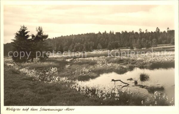 Schwenningen Neckar Wollgras auf dem Schwenninger Moor