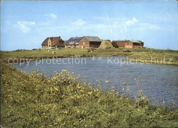 Ockeluetzwarft Hallig Schulwaft