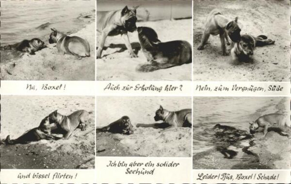 Seehunde Robben Boxer Insel Sylt