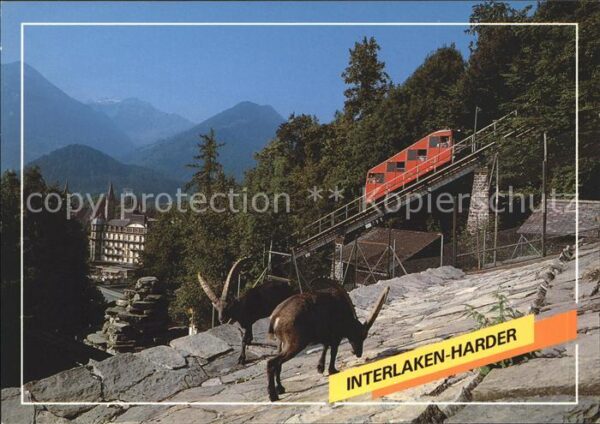 Zahnradbahn Harderbahn Steinböcke Steinwildpark Int
