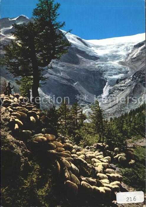 Gletscher Schafe Alp-Grüm Palügletscher