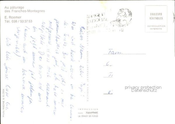 Pferde Paturage Franches-Montagnes – Bild 2