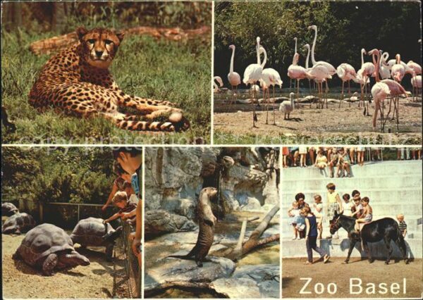 Zoo Basel Gepard Flamingos Schildkröten Fis