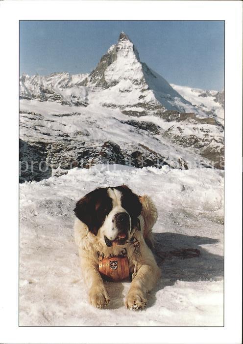 Bernhardiner Zermatt Matterhorn