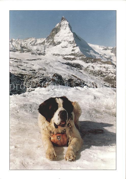 Bernhardiner Zermatt Matterhorn
