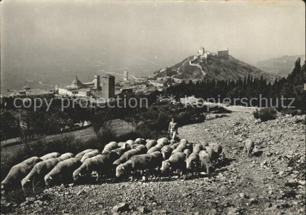 Assisi Umbria mit Monte Subasio und Schafherde