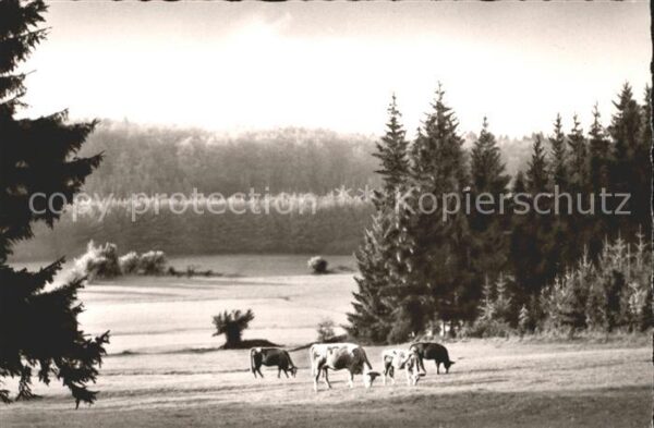 Lauterbach Hessen Birkenruh Schadges Altenschlirfer Wiese