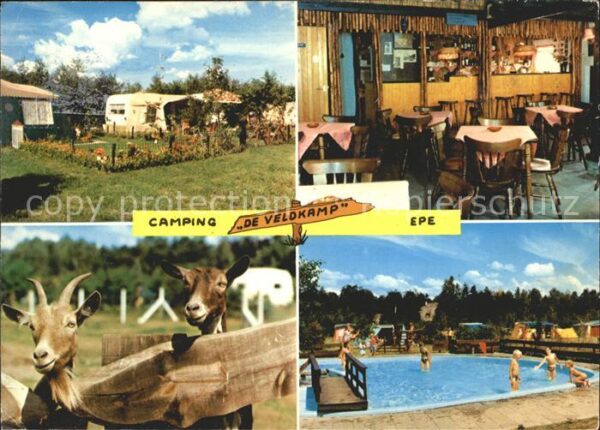 Epe Gelderland Camping De Veldkamp Swimming Pool Ziege