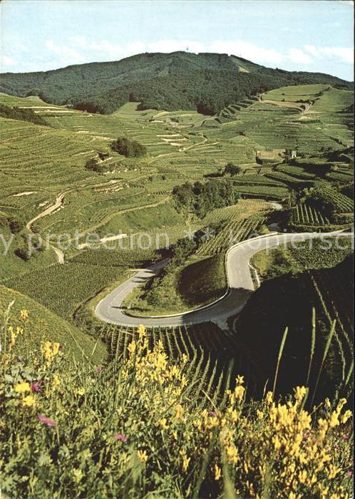 Oberbergen Vogtsburg Terrassenlandschaft mit Blick gegen Tot