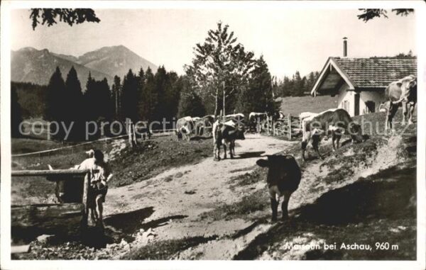 Aschau Chiemgau Maisalm Kühe