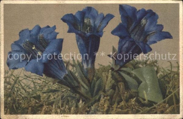Blumen Stengelloser Enzian Gentiana acaulis