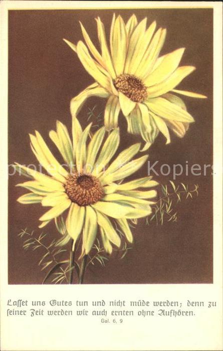 Blumen Margerite