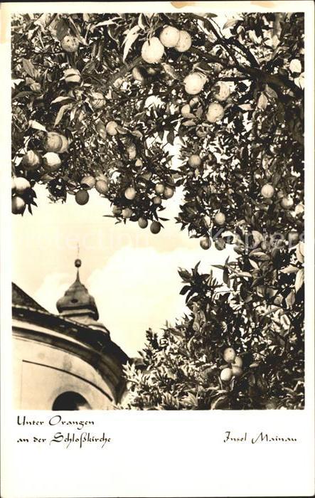 Orangen Oranges Schlosskirche Insel Mainau