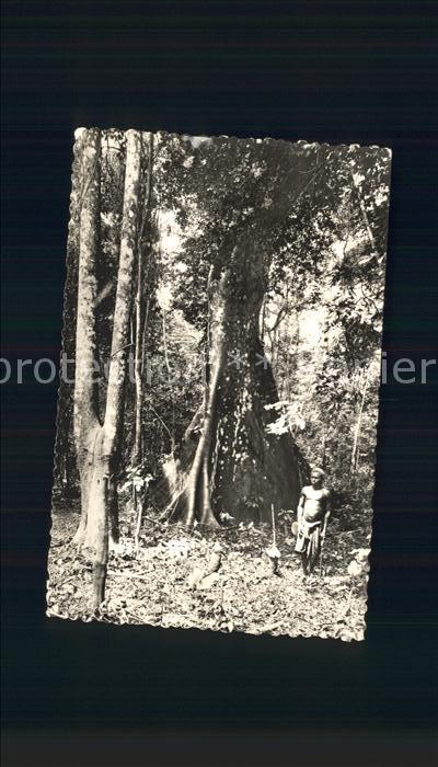 Baeume Trees Fromager en Foret Afrika