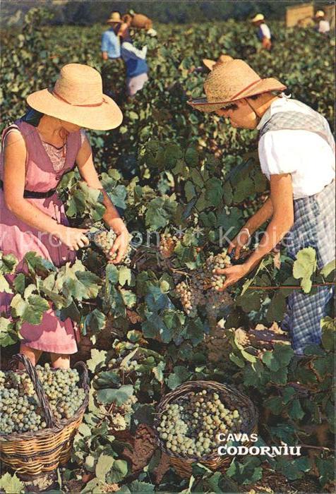 Ernte Landwirtschaft Weinlese Cavas Codorniu