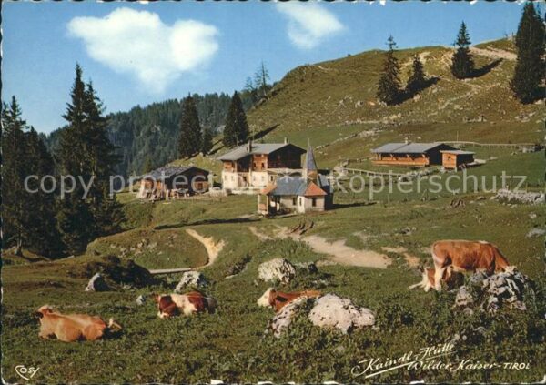 Kaindlhuette Schutzhaus Kaisergebirge Kühe