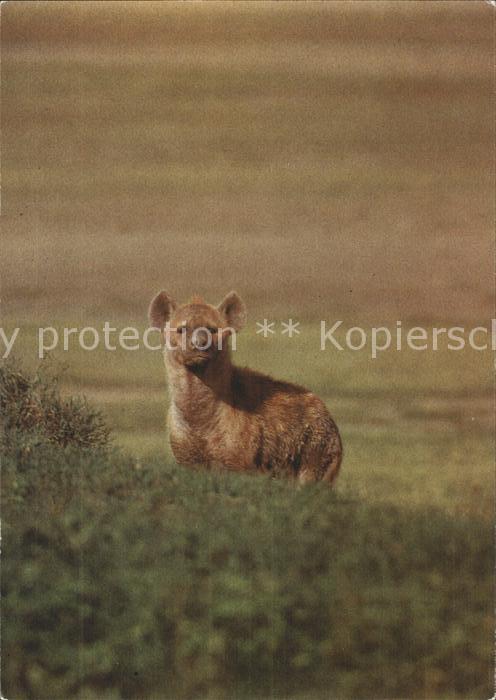 Tiere Tüpfelhyäne