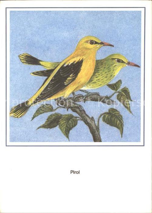Voegel Pirol Künstlerkarte R. Schiller