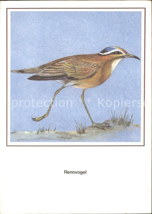 Voegel Rennvogel Künstlerkarte R. Schiller