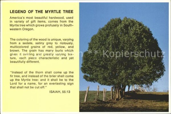 Baeume Trees Legend of the Myrtle Tree
