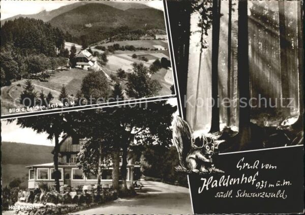 Neuenweg Gasthof Haldenhof Belchen Waldpartie Sc