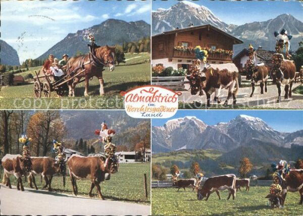 Berchtesgaden Almabtrieb im Berchtesgadener Land