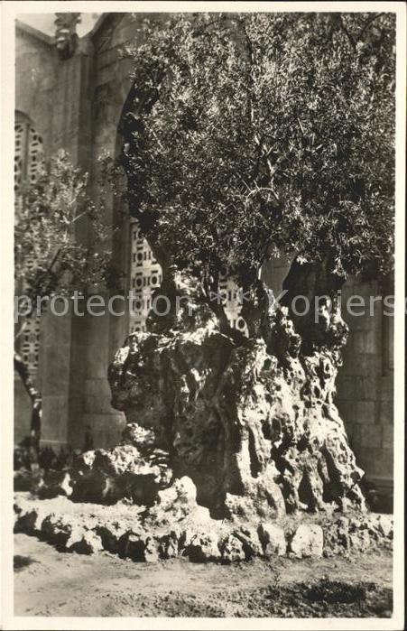 Jerusalem Yerushalayim Ölbaum Christi