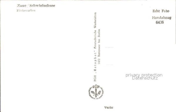 Zaue Birkenallee – Bild 2