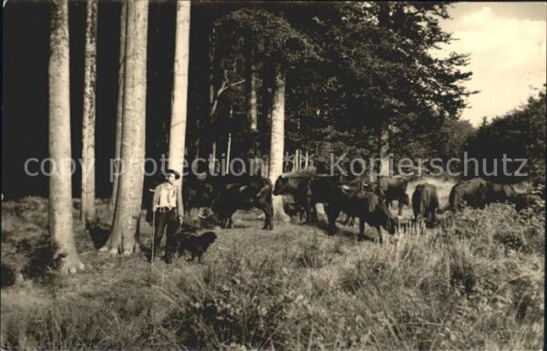 Friedrichsbrunn Harz Herde im Wald