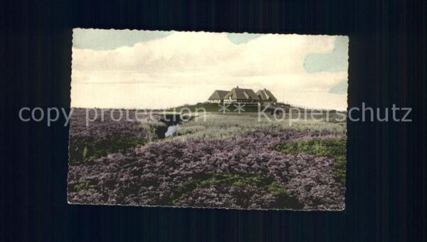 Hallig Nordsee Blühende Hallig Bondestabe und Meerstra