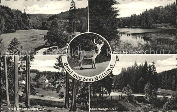 Dassel Solling Ilmetal Neuer Teich Hirsch Speerbergbrü