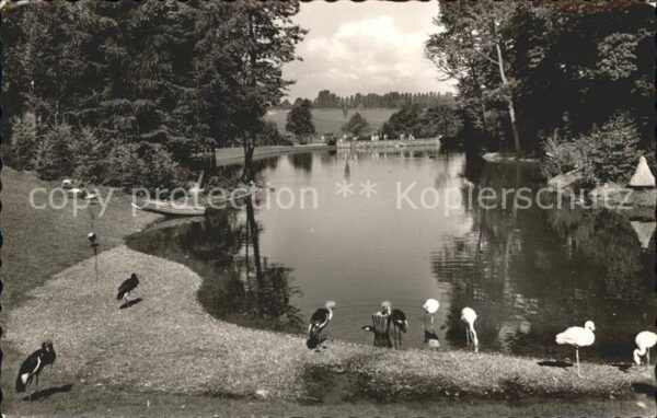 Bruenninghausen Tierpark Vögel Teich