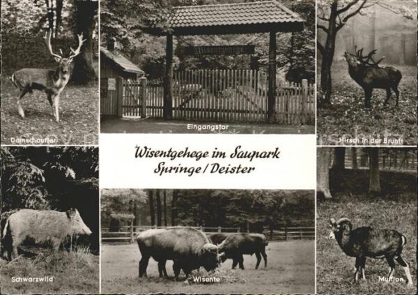 Springe Deister Wisentgehege im Saupark