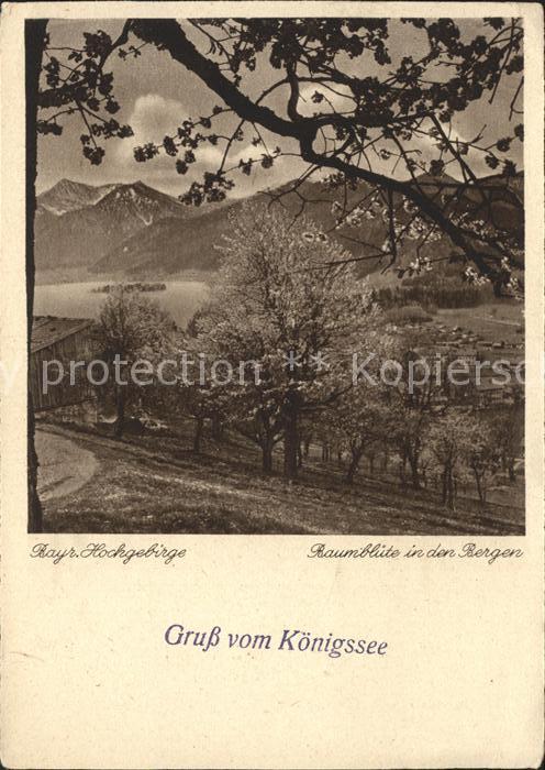 Koenigsee Berchtesgaden Baumblüte in den Bergen Bayriches Hochg