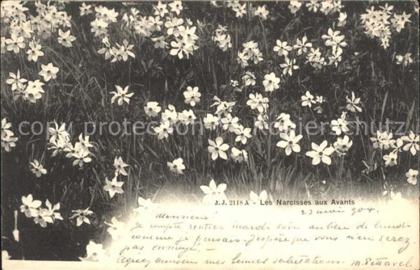 Blumen Narzissen
