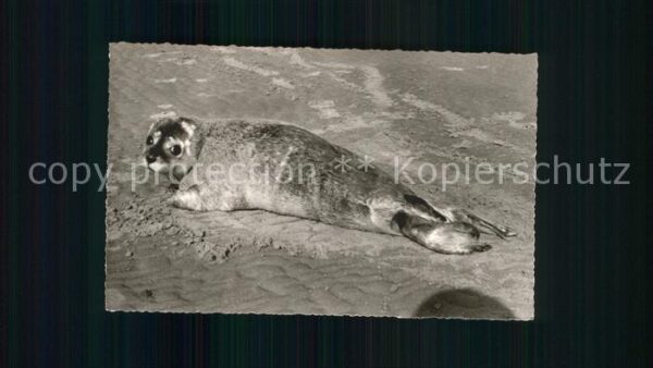 Seehunde Robben Norderney