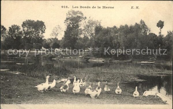 Gefluegel Gänse Bords de la Marne