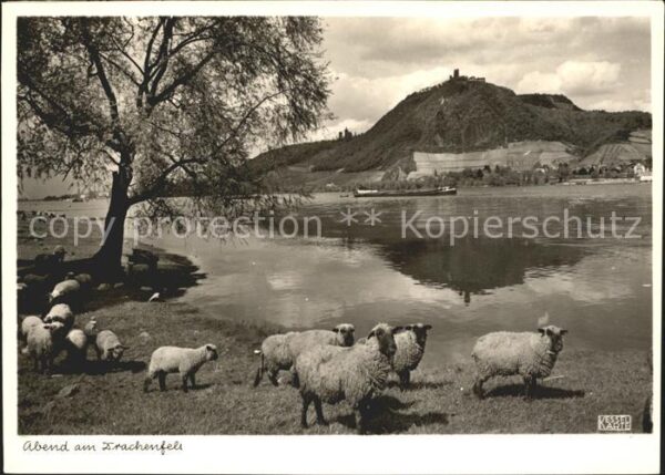 Schafe Drachenfels