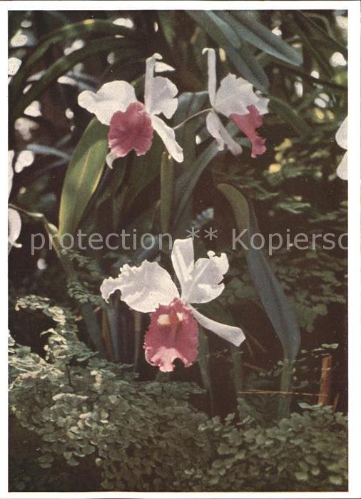 Blumen Orchidee Palmengarten Frankfurt